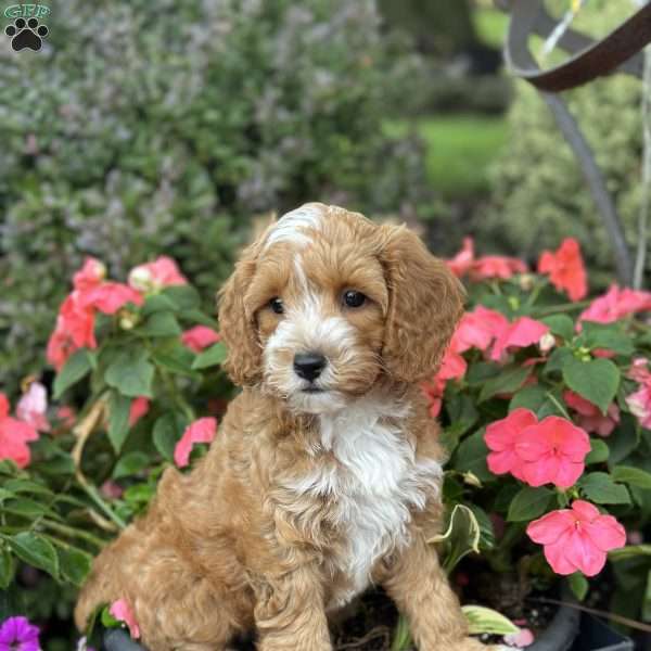Cooper, Cockapoo Puppy